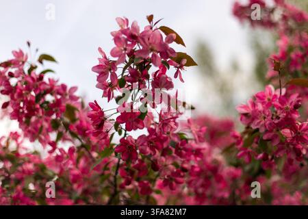 Close up de fleurs roses éclatantes sur une branche de Malus purpurea avec des pétales délicats et des feuilles vertes subtiles contre un ciel doux et couvert. Beau printemps na Banque D'Images