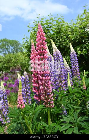 Lupin rose profond My Castle et bleu & blanc The Governor, série Lupinus polyphyllus 'Band of Nobles' poussant dans un jardin du Royaume-Uni, mai Banque D'Images
