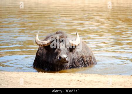 Buffle d'eau se rafraîchissant dans une eau boueuse peu profonde par une journée chaude Banque D'Images