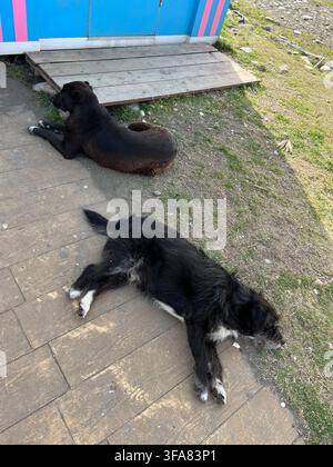 Deux chiens errants dormant sur l'herbe et le trottoir à l'ombre d'un bâtiment. Banque D'Images