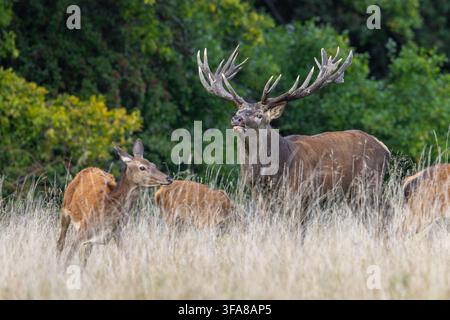 Cerf élaphe (Cervus elaphus) avec de grandes cornes conduisant un harem de biche à travers une prairie en lisière de forêt pendant la période de rut en automne / automne Banque D'Images