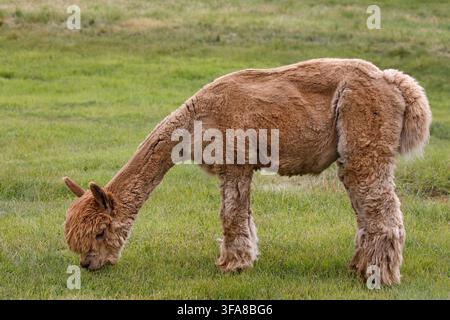 Alpaca broutant sur l'herbe verte dans un pâturage de ferme.; bétail alternatif. Vicugna pacos Banque D'Images
