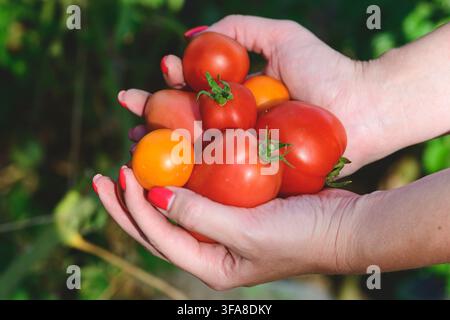 Tomates fraîchement récoltées dans le jardin, présentant un mélange de tomates rouges à salade et de tomates cerises jaune-orange tenues dans les mains d'une fille Banque D'Images