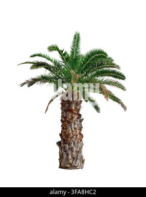 Un seul palmier tropical se dresse contre un fond blanc. Banque D'Images