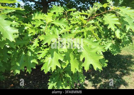 Feuilles lobées vertes du Chêne rouge du Nord (Quercus rubra) à la fin de l'été et début septembre dans le Colorado, États-Unis. Banque D'Images