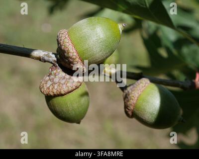 Groupe d'acorns en développement du Chêne rouge du Nord (Quercus rubra) sur une branche début septembre dans le Colorado, États-Unis, montrant des noix et des capsules vertes. Banque D'Images