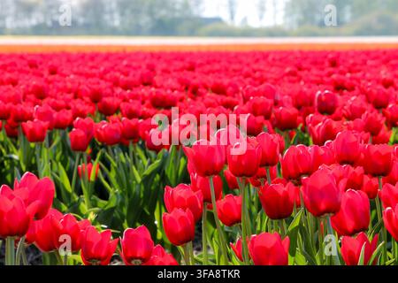 Vue en contre-plongée sur des tulipes rouges et des rangées de tulipes blanches en arrière-plan Banque D'Images