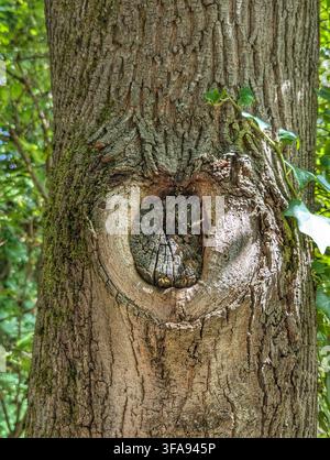 Vue rapprochée du tronc d'un arbre mature montrant un trou de nœud proéminent, une écorce rugueuse craquelée, des plaques de mousse et une liane de lierre grimpant sur le côté dans un cadre boisé ensoleillé Banque D'Images