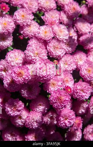 Grossissement d'un amas dense de chrysanthèmes roses (Mum) en pleine floraison Banque D'Images