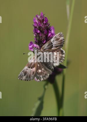Carcharodus flocciferus (hésione touffue) se nourrissant de Betonica officinalis (bétone) en plein jour, Bavière, Allemagne Banque D'Images