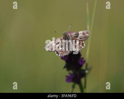 Carcharodus flocciferus (hésione touffue) se nourrissant de Betonica officinalis (bétone) en plein jour, Bavière, Allemagne Banque D'Images