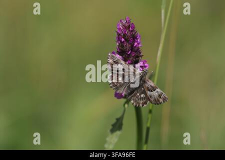 Carcharodus flocciferus (hésione touffue) se nourrissant de Betonica officinalis (bétone) en plein jour, Bavière, Allemagne Banque D'Images