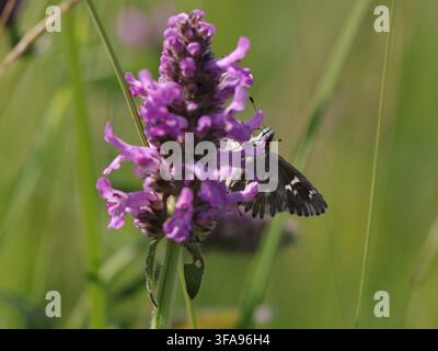 Carcharodus flocciferus (hésione touffue) se nourrissant de Betonica officinalis (bétone) en plein jour, Bavière, Allemagne Banque D'Images