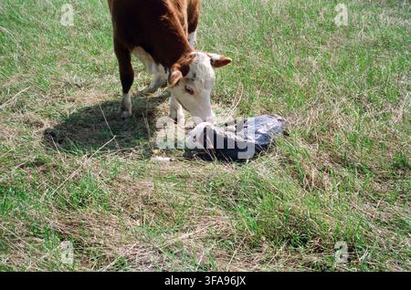 Une vache Hereford s'occupe de son veau nouveau-né allongé sur l'herbe dans un pâturage ouvert, un moment brut et authentique de naissance animale et de lien maternel. Banque D'Images