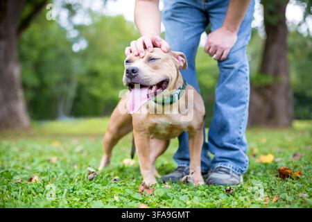 Une personne caressant un chien de race mixte Happy Pit Bull Terrier sur sa tête Banque D'Images