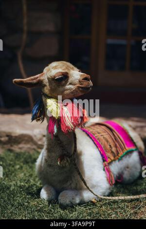 Alpaca assise paisiblement au Pérou Banque D'Images
