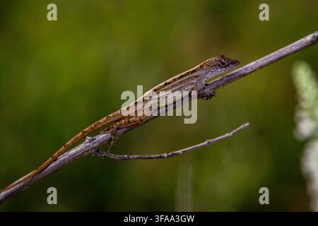 Lézard anole brun cubain (Anolis zagrei) reposant sur un buisson d'amandier dans une cour arrière ensoleillée du Texas, macro close-up de la faune sauvage, photo d'archive. Banque D'Images