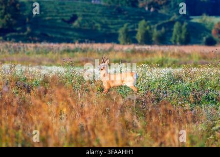 Cerf élaphe dans une prairie avec des fleurs sauvages d'été Banque D'Images