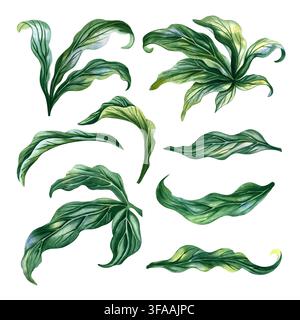 Un ensemble comprenant des feuilles de pivoine. Une illustration aquarellée dessinée à la main. Convient pour les cartes de vœux, les invitations et les bonnes pensées, ainsi que pour Banque D'Images