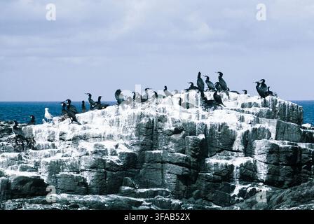Grand cormoran, Phalacrocorax carbo, en plumage estival, colonie sur des falaises maritimes, îles Farne, Northumberland, Angleterre, Royaume-Uni. Banque D'Images