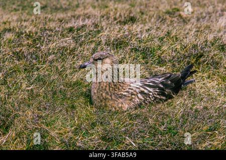 Adulte Grande Mouette marbrée, Stercorarius skua, plumage estival, sur le nid, île de Handa, îles écossaises, Écosse, Royaume-Uni. Banque D'Images