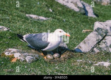 Mouette à dos noir, Larus fuscus, sur un nid au sol avec trois œufs dans le Northumberland, en Angleterre, Royaume-Uni. Banque D'Images