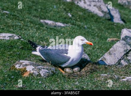 Mouette à dos noir, Larus fuscus, sur un nid au sol avec trois œufs dans le Northumberland, en Angleterre, Royaume-Uni. Banque D'Images