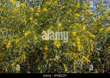 Fleurs de mimosa jaune vif Acacia saligna en floraison sur une branche au printemps sous un ciel bleu Banque D'Images