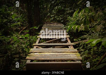 Pont piétonnier en bois patiné menant à travers une forêt tropicale dense, créant un sentier naturel pour la randonnée et l'aventure dans un environnement de forêt tropicale Banque D'Images