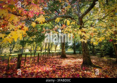 Nouvelle-Zélande - 13 mai 2021 : Vue d'une forêt d'automne vibrante avec des feuilles colorées tombées recouvrant le sol sous de grands arbres baignés d'une lumière douce. Banque D'Images