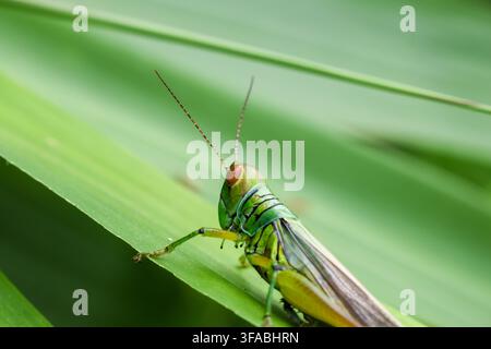 Une sauterelle verte perchée sur une feuille avec des ailes repliées et de longues antennes, montrant une anatomie d'insecte détaillée contre un fond naturel doux en vue macro Banque D'Images