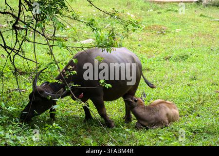 Un veau de buffle d'eau broutant l'herbe maternelle, un veau de buffle d'eau brun broutant à côté de sa mère sur un pré verdoyant sous des branches feuillues, créant une ambiance Banque D'Images