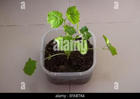 Jeune plant de courge en pot poussant des feuilles vertes saines dans un pot en plastique à l'intérieur. Plante potée cultivée pour le jardinage domestique et f Banque D'Images