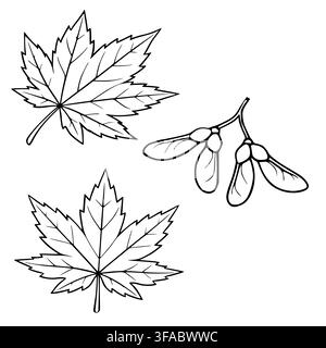 Illustration vectorielle de feuilles d'érable et de graines de samara, ensemble d'art linéaire noir et blanc Illustration de Vecteur
