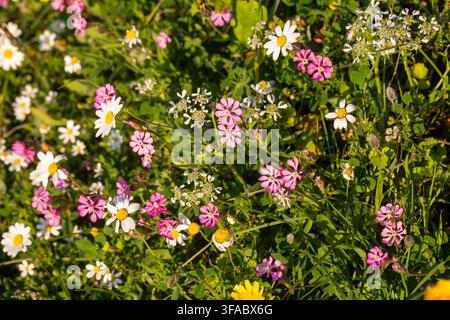 Arrière-plan plein cadre de silene rose et de marguerites blanches en fleurs dans une prairie printanière Banque D'Images