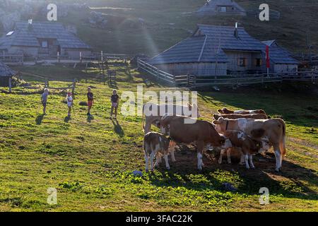 Enfants faisant paître des vaches le soir près de huttes traditionnelles sur les pâturages alpins actifs du plateau historique de Velika Planina, Slovénie. Banque D'Images
