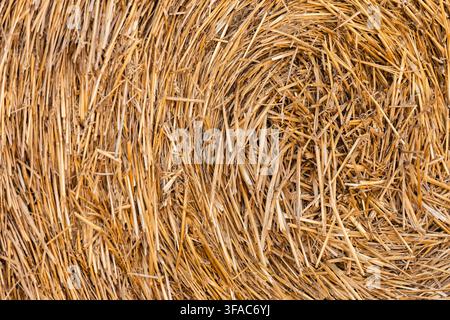 Gros plan détaillé d'une balle de paille roulée montrant une texture dorée naturelle. Idéal pour les arrière-plans, l'agriculture, la récolte et les concepts de ferme rustique. Banque D'Images
