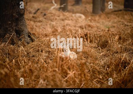 Conservation de la faune et de la nature, jeune daim reposant dans une prairie sèche et une forêt à Richmond Park à Londres. Daim camouflé. Banque D'Images