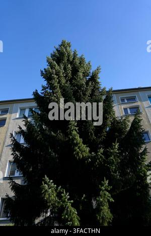 Symbiose de résilience botanique et d'architecture moderne en béton, épicéa de Norvège (Picea abies) en août comme symbole biologique saisonnier de l'environnement Banque D'Images