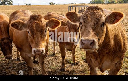 Vaches brunes et veaux curieux en gros plan dans un pâturage sec d'une ferme Banque D'Images