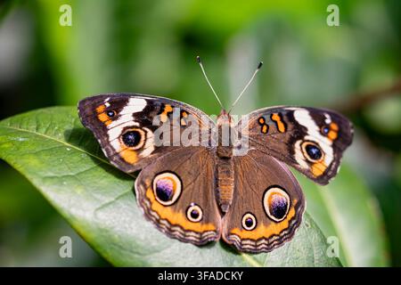 Junonia coenia, connu sous le nom de Buckeye commun ou Buckeye, est un papillon de la famille des Nymphalidae de l'ordre des Lépidoptères. Banque D'Images