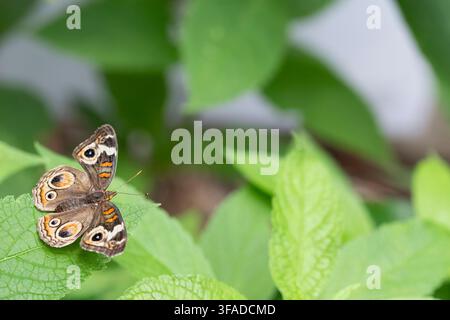 Junonia coenia, connu sous le nom de Buckeye commun ou Buckeye, est un papillon de la famille des Nymphalidae de l'ordre des Lépidoptères. Banque D'Images
