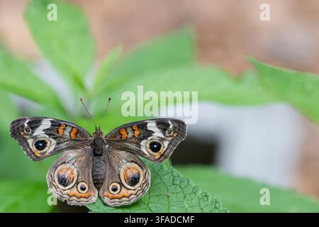 Junonia coenia, connu sous le nom de Buckeye commun ou Buckeye, est un papillon de la famille des Nymphalidae de l'ordre des Lépidoptères. Banque D'Images