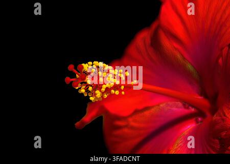 Macro rapprochée d'une fleur d'hibiscus rouge vif montrant des anthères jaunes détaillées sur un fond noir solide Banque D'Images
