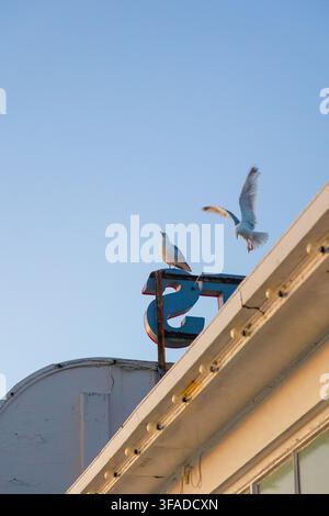 Deux mouettes sur le panneau des attractions au-dessus de l'arcade Neptune sur le ponton de Worthing au coucher du soleil. L'une est assise sur le panneau, l'autre est en train d'atterrir. Banque D'Images