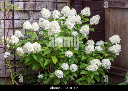 Hydrangea paniculata Little Lime dans le jardin d'été Banque D'Images