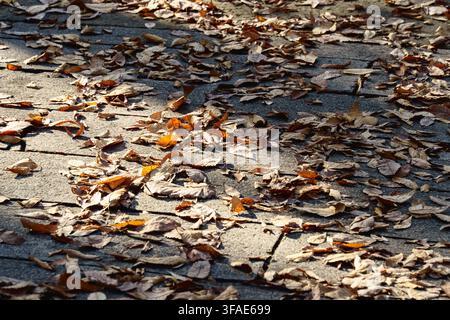 Feuilles d'automne sèches ensoleillées recouvrant un trottoir pavé de pierres Banque D'Images