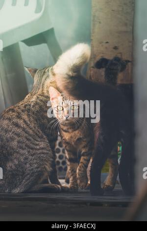 Chat tigré brun curieux regardant depuis derrière d'autres chats avec une queue duveteuse au premier plan Banque D'Images
