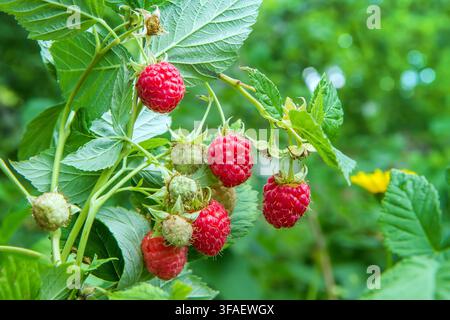 Raspberries mûrs naturellement sur un buisson dans le jardin. Raspberries rouges mûrs en gros plan. Banque D'Images