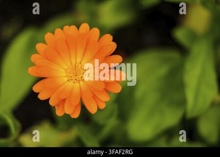 Souci commun ou potager, calendula officinalis, macro de fleur avec bords doux, mise au point sélective Banque D'Images
